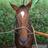 金沢大学馬術部 (@horseridingkana) 's Twitter Profile Photo