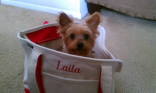 Yorkie girl  born on April 12, 2010. I love hanging out at the dog park, playing tug of war, and snuggling with my Humans.