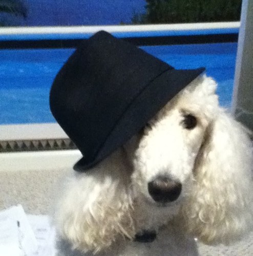 TLBMafia's profile picture. 