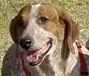Author of Pawprints of Katrina, news hound & social media junkie. Pictured, Rosy a rescue dog.