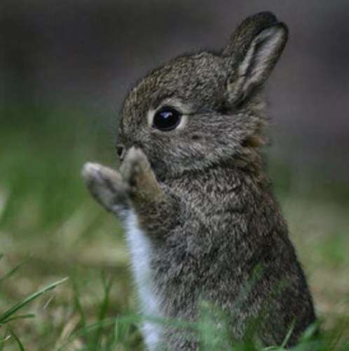 lolobelle36's profile picture. 