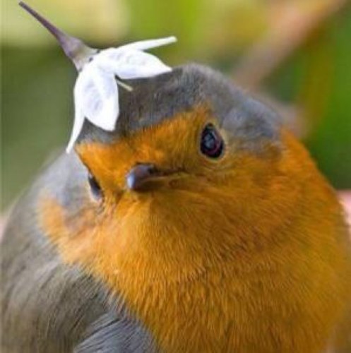 manju_kowai83's profile picture. アボカドは果物ですか