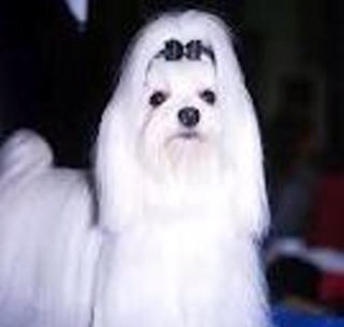 Fred_USA's profile picture. Commenter les dires et les faires des politiques, en y consacrant sa pensée citoyenne. Cette pensée n'engage que le citoyen en question évidemment...