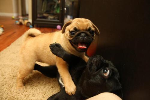 IIntact's profile picture. 