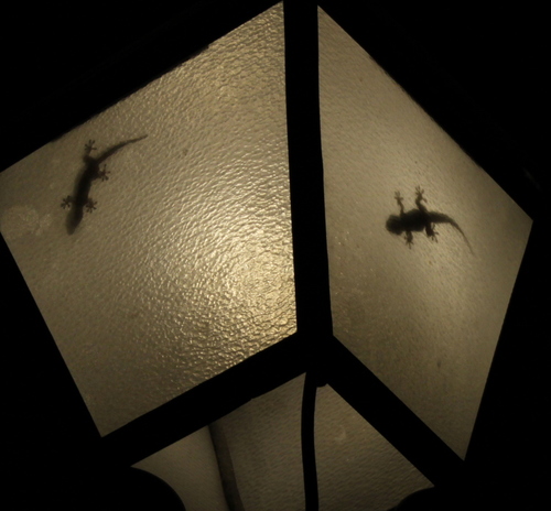 e_Luis_alegria's profile picture. 