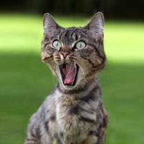 SkywaterSA's profile picture. Hot Tin Roof Guttering