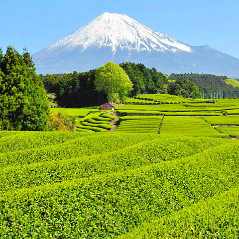生まれ育った富士の街が大好きで、日々の富士山、地元の風景・イベントを中心に撮影。Webサイト・ブログ・SNSで地道に情報発信しています。