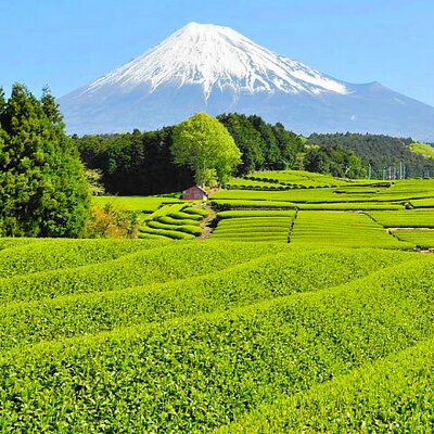 Taitanのプロフィール写真