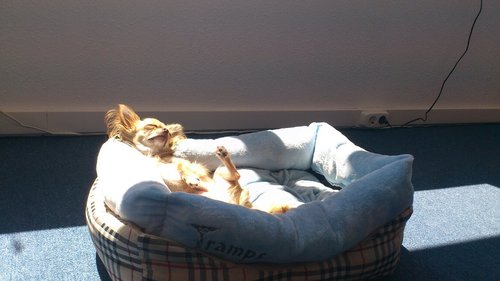 alle informatie over het opvoeden van je chihuahua, en wat er nog meer belangrijk is in nederland