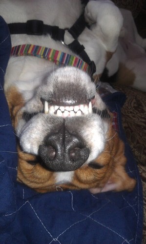In a dog eat dog world, I'm the one wearing Milk-Bone underwear.