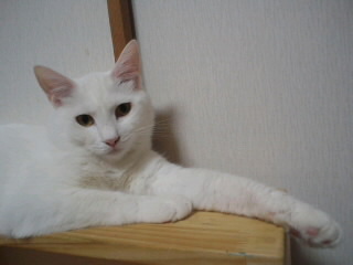 １２匹の猫と、別宅の３匹の猫と２匹の犬と、また別宅の犬１匹と人間数人と暮らしています。
とにかく猫が好きです。
とっても可愛いです！！