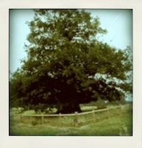 I live in a National Trust park and have been here for about a thousand years. I have a penchant for contemporary art. You can call me Your Oakness.