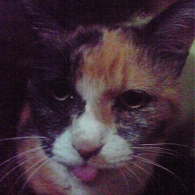 Rois and Lois (@odorumikeneko) | Twitter