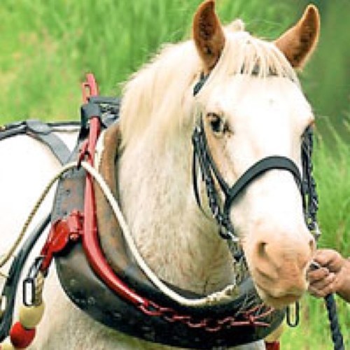 Bywater_Holiday's profile picture. The equine musings of Cracker, the boat horse. Formerly ran horsedrawn trips from Canal Central, Maesbury Marsh, near Oswestry SY10 8JG.