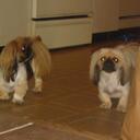 bob schoenfeld - @sngsprings - Twitter