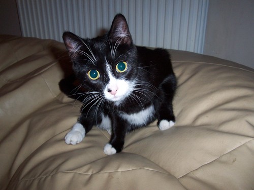 bee024's profile picture. 33, married to Ian with beautiful daughter Holly. Have a pet snake called Kevin, assorted chickens, and sometimes pigs.