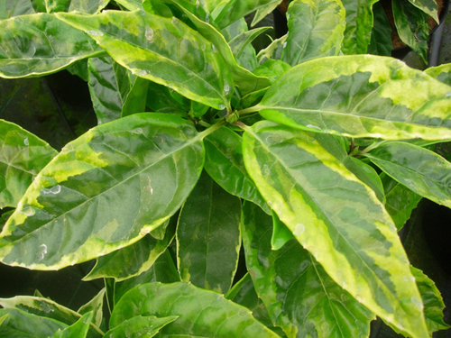 oldhallnursery's profile picture. Wholesale plant nursery nr Nottingham. Huge range of specimen plants in 10Litre and above! LA, landscapers & designers UK wide. Quality & range...