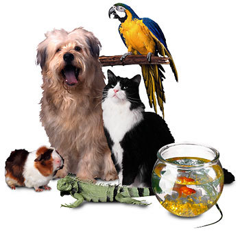 Pets Products has great articles and tweets for looking after your pet