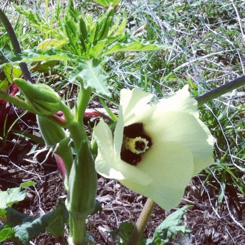 mrsak98's profile picture. I have other interests, but this is just about the food I'm cooking/eating right now.