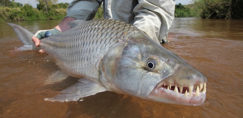 GoAfricaFishing's profile picture. If you want to go fishing in Africa..contact us, born there, speak the language and we share your passion for the chase with rod and reel!