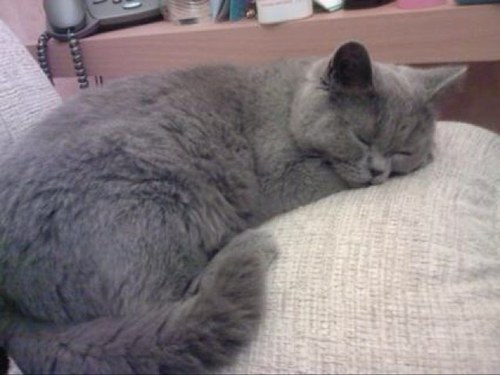 PurrySasquatch's profile picture. I am easily the most gorgeous, purry and furry little feline ever! Hence the song - Squatchy the wonder cat, the most wonderful cat in the world!