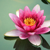lotus (@lotus_ad) Twitter profile photo lotus (@lotus_ad) Twitter profile photo