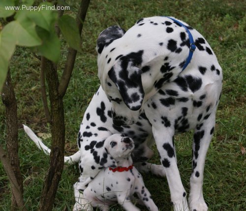 muddy pawz dalmatians