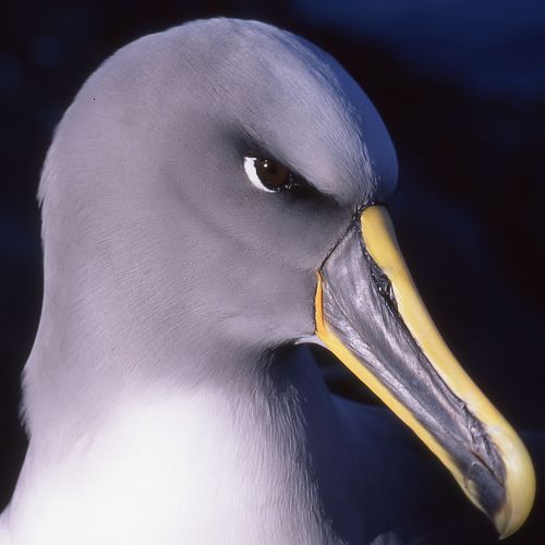 World birding from San Diego, California - America's birdiest county 522 species! Previously @WymondhamCol @UniofNottingham @uni_copenhagen @AMNH @NationalZoo