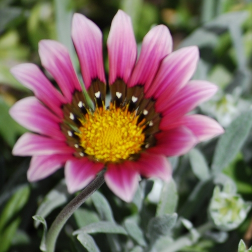 A garden lover, amateur photographer. My favorite gift ever was a power mitre saw. Liberal and ecological bent. Opinions expressed here are my own.