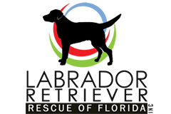 Rescue. Raise. Love. Adopt. // Northeast FL Labrador Retriever Rescue of FL is a non-profit dedicated to saving the lives of labs throughout FL.