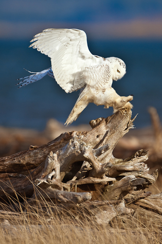 The Snowy Owl is the guardian of the Arctic watching over this pristine landscape at dusk & dawn.  We cannot allow the destruction of their home #SaveTherArctic