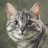 Oscarelo A. (@oscarelo2x) 's Twitter Profile