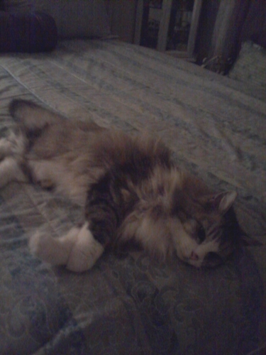 Hi, im Bootsie. I'll be 18 years old next week. I love seafood ONLY, a good nap, & I'm currently unemployed, but it's okay, my mom takes care of me.
