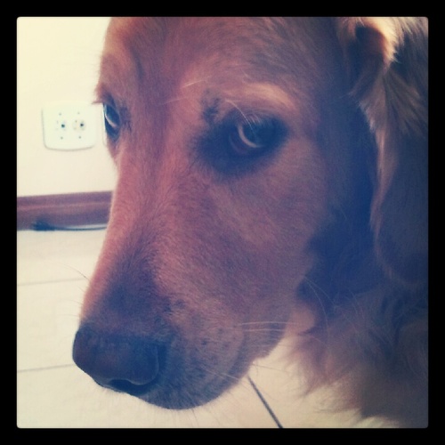 Cachorro da @B_Maschio