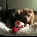 Ashley Oplinger - @Wvufeature0607 - Twitter