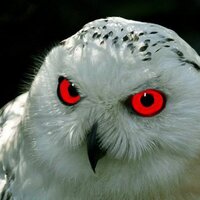 Bill Kerr (@nekkid_ape) 's Twitter Profile