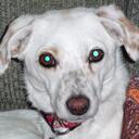 Phyllis Ware - @PhyllisWareDog - Twitter