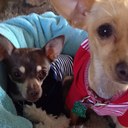 Elizabeth Carmichael - @lizzybit1975 - Twitter