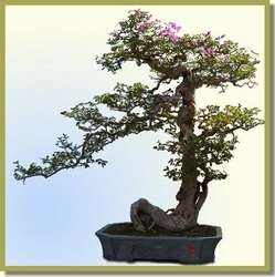 CHANELBONSAI's profile picture. 