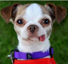 Do you like hilarious dog videos? Do you watch this kind of stuff with friends then realize about 3 damn hours has passed watching dog vids? Yup. Check us out!