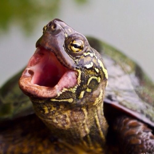 QtypeIr's profile picture. Nice ;)