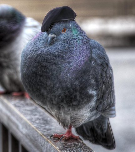Killer_pigeon_wearing_beret_by_spudart.j
