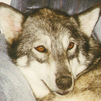 J9 GenX 💜💚💛 (@raven1103) 's Twitter Profile