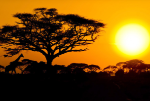 Jingo Safaris and Travel gives you the chance to make your dream safari a reality.
Dream...pack...and leave the rest to us for the best of Africa.