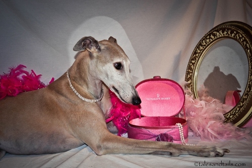 A cute little Greyhound, enjoying adventures and the finer things in life.