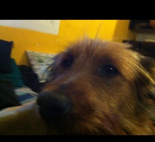 litxar's profile picture. ogro del pantano