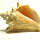 Kathy Barone - @KathyBGood - Twitter