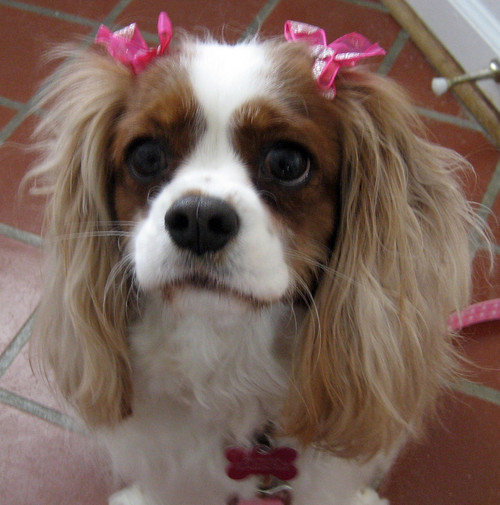 I'm a 3 year old Cavalier King Charles Spaniel who loves treats, walks, belly rubs & my mom (@crankyknitter) & dad!