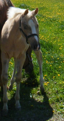 Career: SAP, Architecture, Basis, Platforms Power Systems, Data Warehouse, Project Management & Leadership
Personal: Horses, Dogs, Writing, Technology & Family