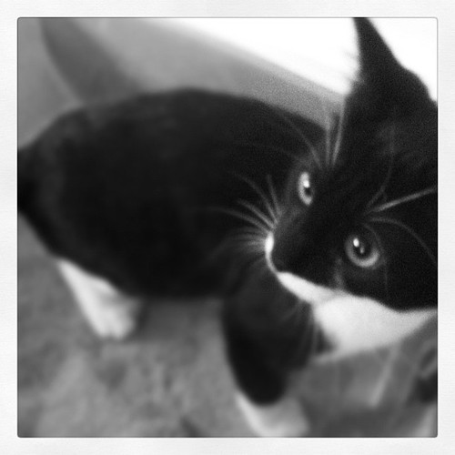 I'm a sassy young kitten. I have 2 moms. I never go outside because there's riffraff. boom.